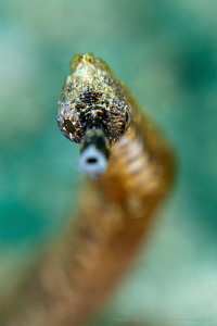Pipefish
"3D picture" by Iyad Suleyman 